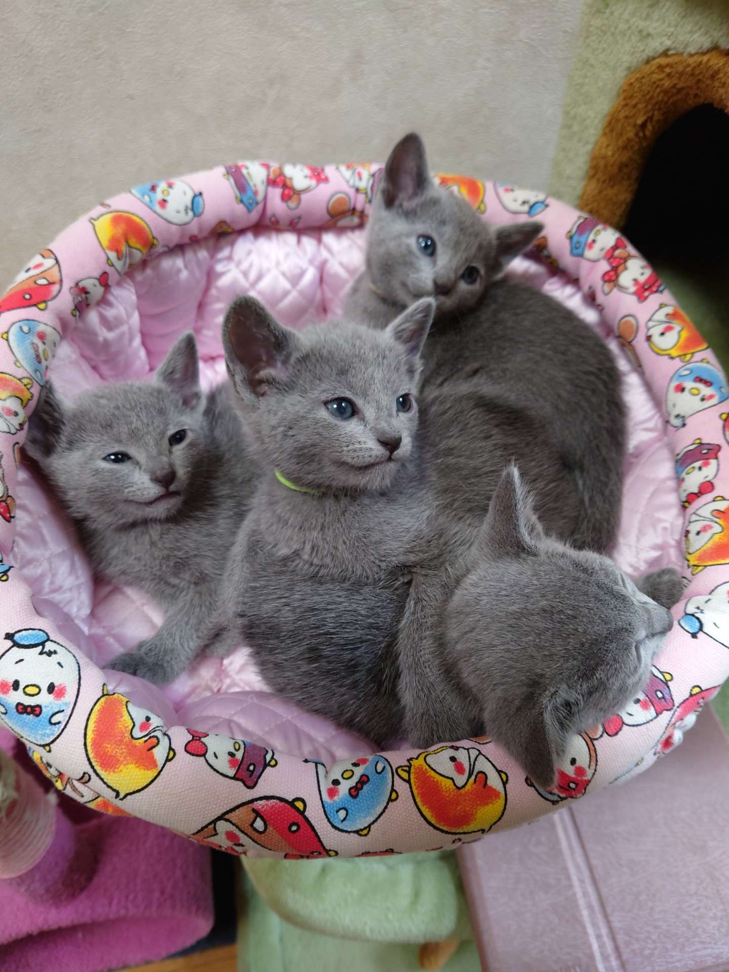 【ロシアンブルー／子猫】青くん、黄色くん家族決まりました。